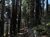 Nature's Trail