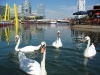 Geese on Danube