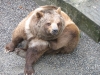 The bear is extremely observant